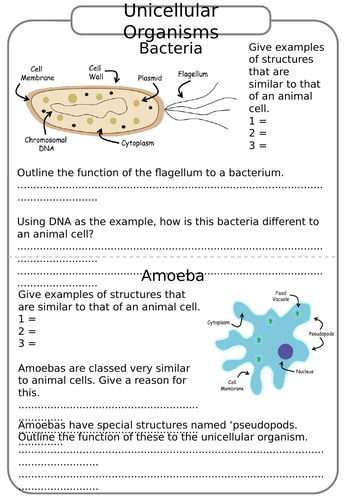 Unicellular Organisms KS3 Science (Biology) Worksheets Teaching