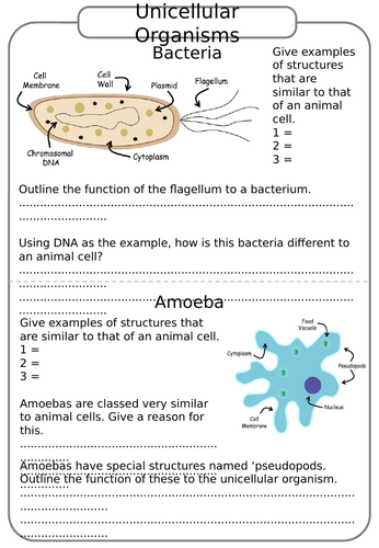 unicellular organisms ks3 science biology worksheets teaching resources