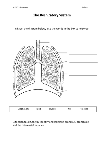 respiratory system labeled diagram