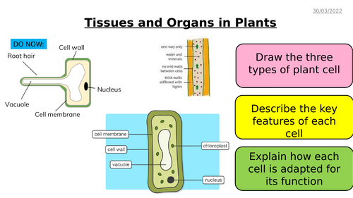 AQA GCSE Biology - B4 Organising Animals and Plants - PowerPoint pack ...