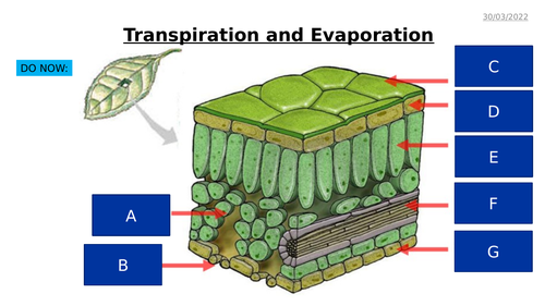 AQA GCSE Biology - B4 Organising Animals and Plants - PowerPoint pack ...
