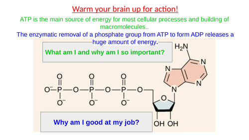 AP Biology Unit 3- complete lessons | Teaching Resources