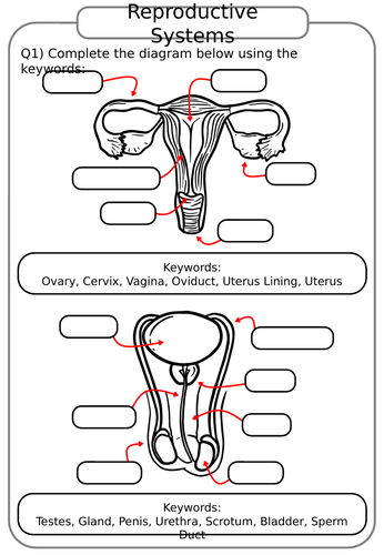 reproductive systems ks3 science biology worksheets teaching resources