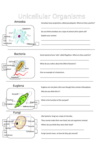 Year 7 Biology - Cells topic | Teaching Resources