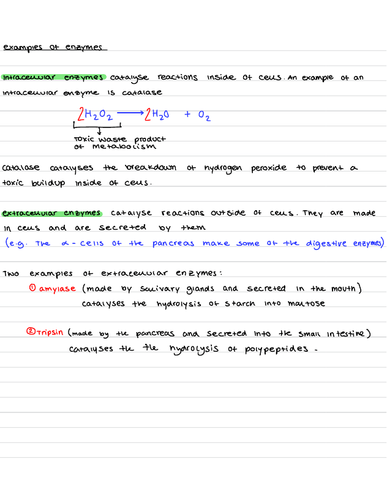 a level biology essay enzymes