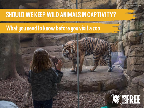 Should We Keep Wild Animals In Captivity? | Teaching Resources