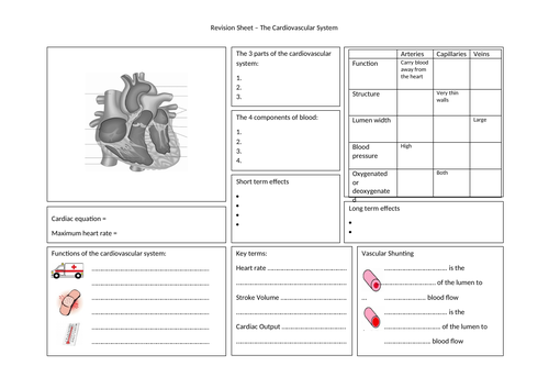 Revision Sheets Gcse Pe Anatomy And Physiology Teaching Resources