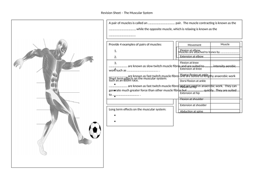 Revision Sheet - The Muscular System