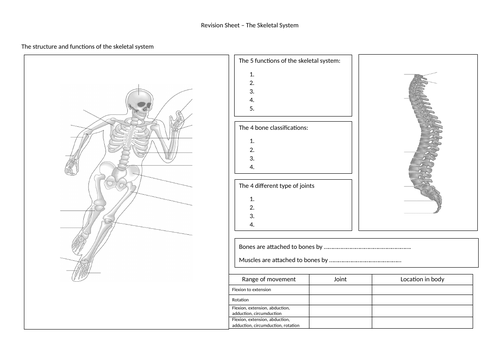 Revision Sheet - The Skeletal System