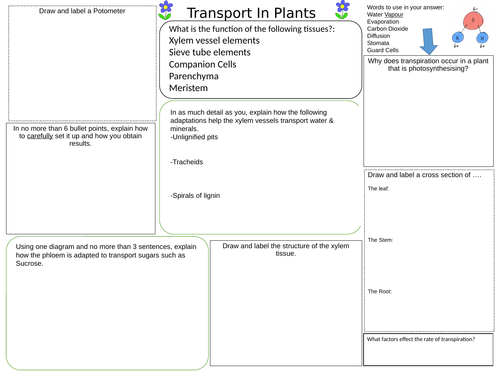 OCR A Level Biology Transport in Plants Revision | Teaching Resources