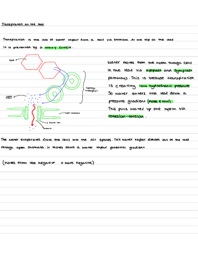 A-Level biology OCR A plant transport full notes | Teaching Resources