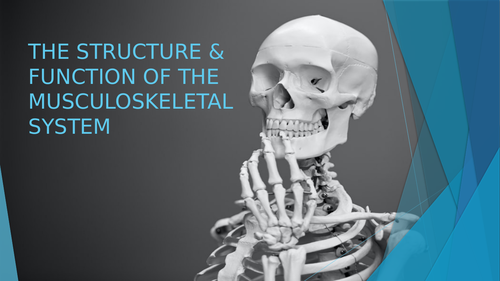 The Musculoskeletal System - AQA GCSE PE | Teaching Resources