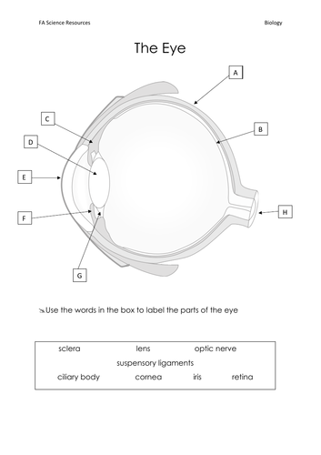 eye diagram blank