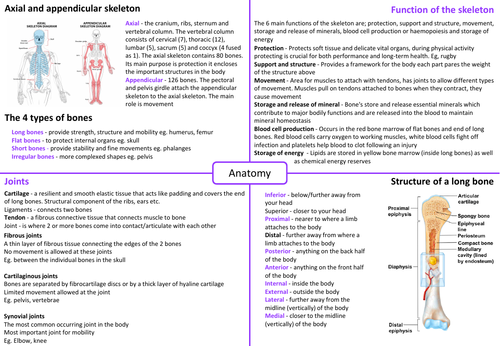 IB SEHS - Topic 1 Anatomy