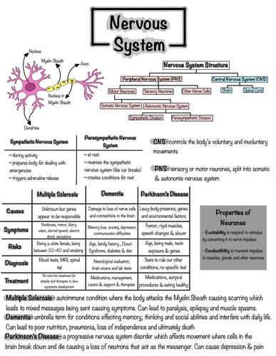 Anatomy and Physiology revision posters | Teaching Resources