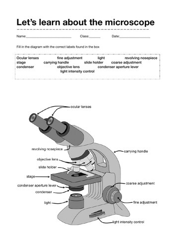 Studying animal and plant cells using a microscope | Teaching Resources