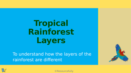 Rainforest - Layers Lesson KS2 | Teaching Resources