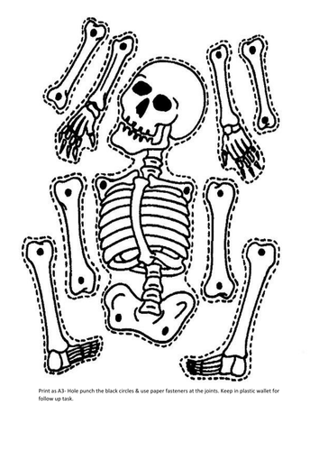 EDEXCEL GCSE PE 1.1.2 and 1.1.3 Classification of Bones & Structure of ...