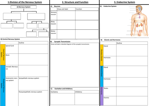 Biopsychology Paper 2 Psychology Revision Sheet AQA