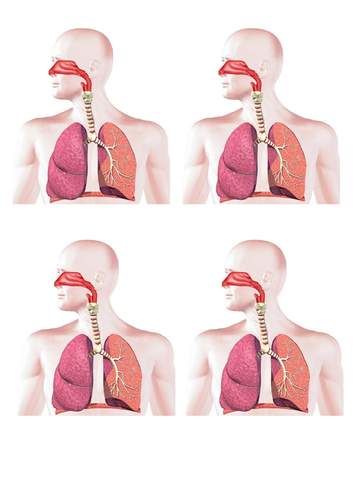 Muscles & Bones Lesson 1 - Fitness & Lung Anatomy (Exploring Science 7C ...