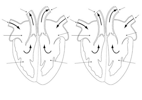 Muscles & Bones Lesson 3 - Muscles & Blood (The Heart) (Exploring ...