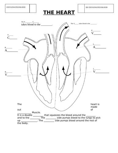 Muscles & Bones Lesson 3 - Muscles & Blood (The Heart) (Exploring ...