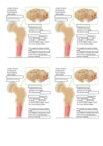 Muscles & Bones Lessons 5&6 - The Skeleton (Exploring Science 7C ...