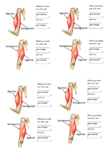 Muscles & Bones Lesson 7 - Muscles & Moving (Exploring Science 7C ...
