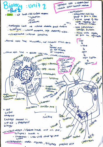 Biology IAL Edexcel Unit2