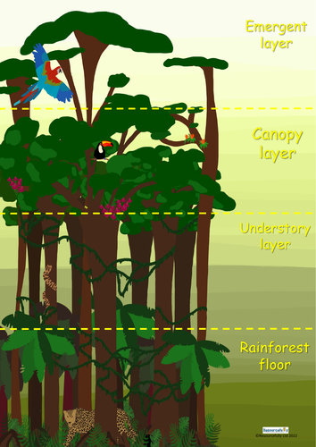 Rainforest Layers Poster | Teaching Resources