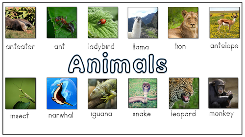 Animals Name Read and Write 5 Worksheets | Teaching Resources