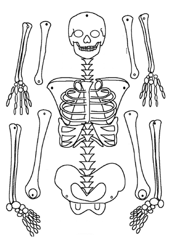 Functions of the skeleton and Bones GCSE PE (Edexcel) | Teaching Resources