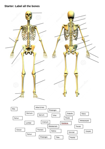 Classification of bones with Bones recap GCSE PE (Edexcel) | Teaching ...