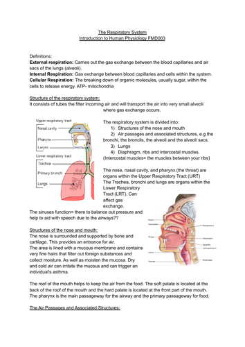 The Respiratory System | Teaching Resources