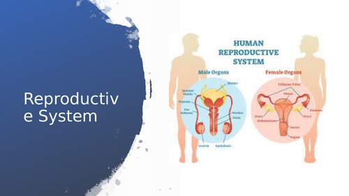 Reproductive system PP & Workbook unit 3 A&P BTEC | Teaching Resources