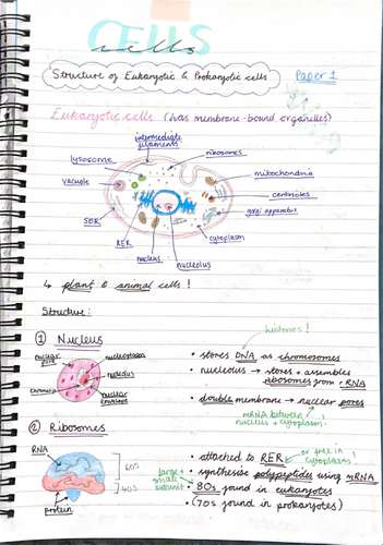 AQA Biology Topic 2 Revision Notes | Teaching Resources