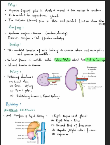 Excretion. The Kidneys | Teaching Resources