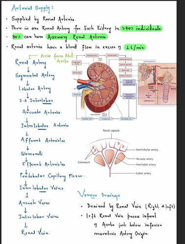 Excretion. The Kidneys | Teaching Resources