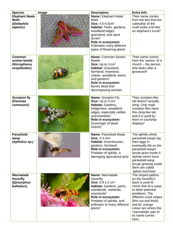 An Insect Investigation | Teaching Resources