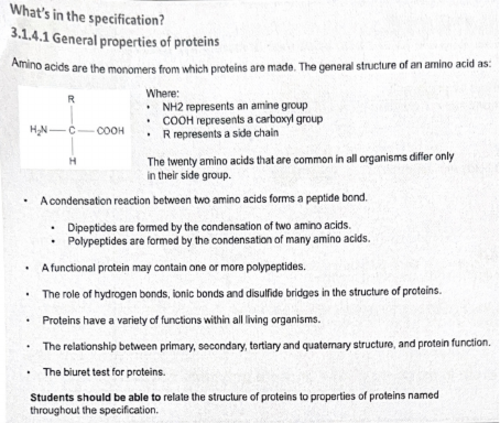 proteins essay a level biology