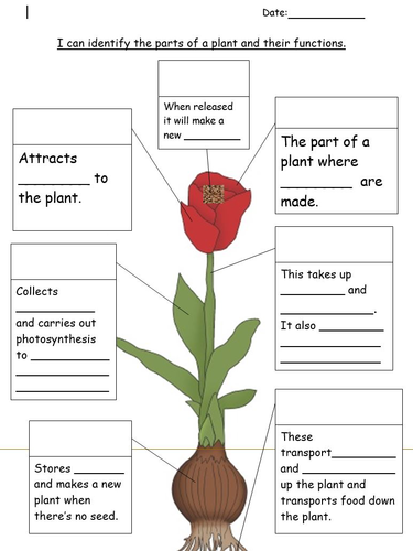 Year 2 - Science - Plants - 5 Lessons | Teaching Resources