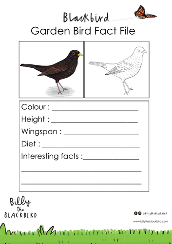 Garden Bird Bundle - fact files, tally, colouring sheets, bird feeder ...