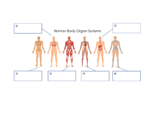 Levels of Organisation -AQA Entry Level Certificate - Component 1 ...
