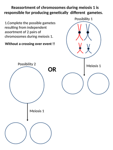 A-Level AQA Biology - Meiosis and Variation