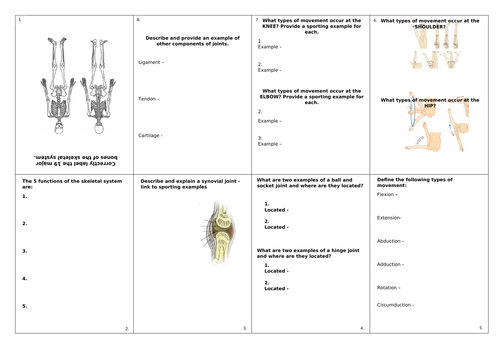 OCR GCSE PE - Unit 1 of Paper 1 - The Structure & Function of the ...