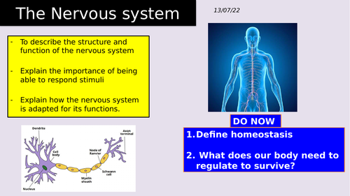 Nervous system and reaction time practical | Teaching Resources