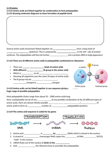 IB Biology Topic 2 Molecular Biology & Topic 8 Metabolism, Respiration ...