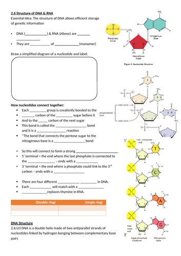 IB Biology Topic 2 Molecular Biology & Topic 8 Metabolism, Respiration ...