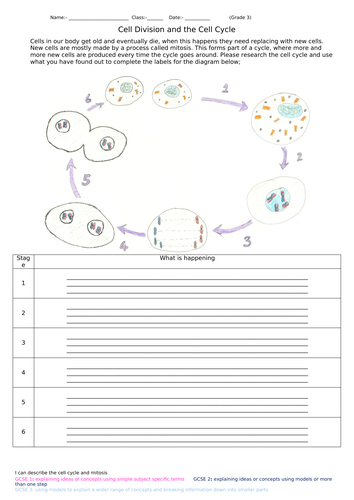 cell-division-and-the-cell-cycle-for-gcse-3-teaching-resources