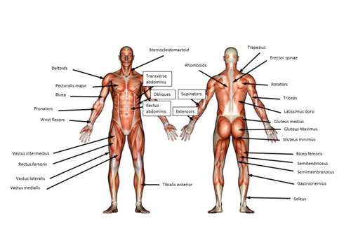 Unit 2: Functional Anatomy in Sport (Muscular system)